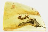 Two Detailed Fossil Ants (Formicinae) In Baltic Amber #343298-1